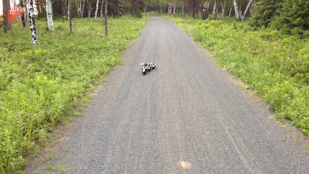 Podczas wycieczki rowerowej mężczyzna napotkał na swojej drodze rodzinę skunksów. Zwierzęta podbiegły radośnie do roweru, by go obwąchać. Po chwili z powrotem uciekły do lasu. 