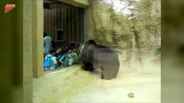 Ten niedźwiedź tybetański uwielbia bawić się z dziećmi. Zobaczcie sami. 