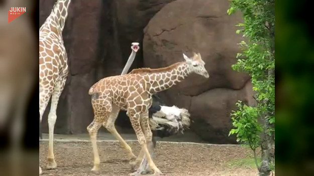 W jednym z zoo, młoda żyrafa znalazła nowego kumpla w postaci... strusia. Zobaczcie ich urocze harce. 