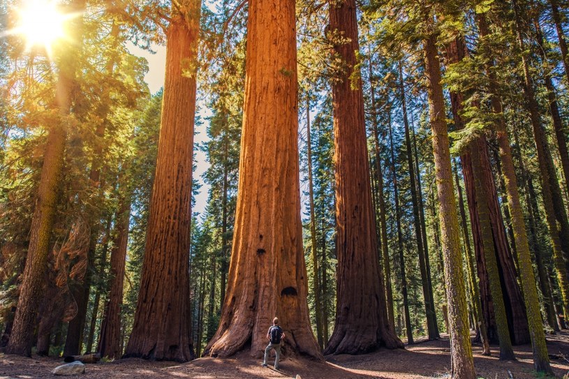 Hyperion właśnie doczekał się dodatkowych metod ochrony, bo jak dowiadujemy się z oficjalnego ogłoszenia Parku Narodowego Redwood, wycieczki do najwyższego drzewa świata zapisanego w Księdze Rekordów Guinessa będą karane grzywną w wysokości kilku tysięcy dolarów, a także pobytem w więzieniu.