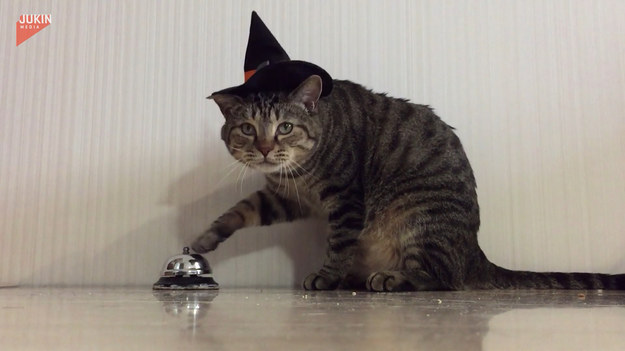 Cwany czy leniwy? Kot wykorzystuje dzwonek do otrzymania przysmaku. 