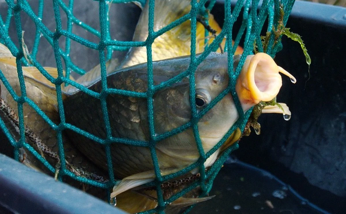 Dwóch mieszkańców wielkopolskiej gminy Wyrzysk w Boże Narodzenie skradło ze stawu 840 kg karpia. Zostali zatrzymani, kiedy przewozili łup samochodem. Ryby mieli w jutowych workach. Odpowiedzą nie tylko za kradzież, ale i znęcanie się nad zwierzętami.