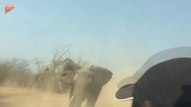 Turyści mijali podczas wycieczki na safari stado słoni. Jeden z ssaków postanowił przegonić intruzów z ich ziemi. Zobaczcie sami. 
