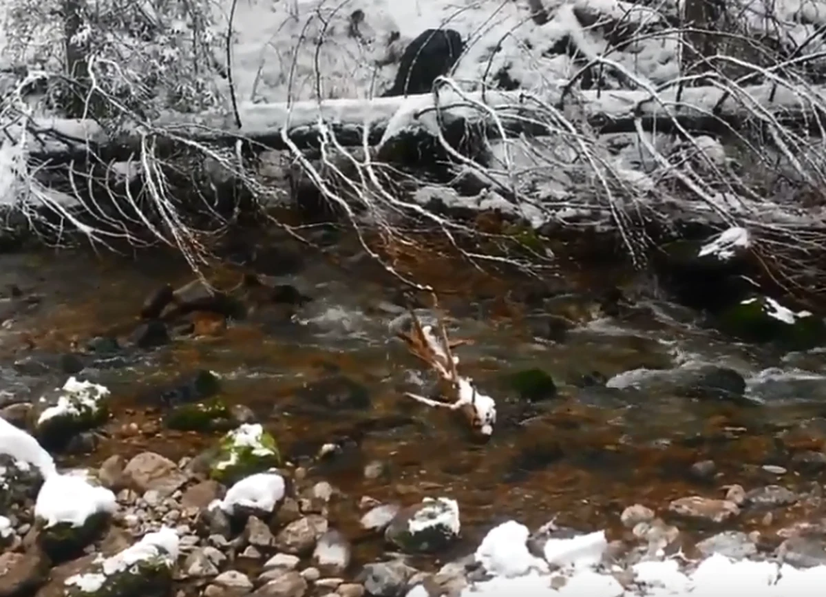 Szczęśliwie zakończyła się nietypowa akcja ratunkowa w Tatrach. Mały niedźwiedź prawdopodobnie wypadł z gawry i spadł po stromym stoku do potoku w Dolinie Kościeliskiej. Film z miejsca zdarzenia dostaliśmy od naszego słuchacza na Gorącą Linię RMF FM. 