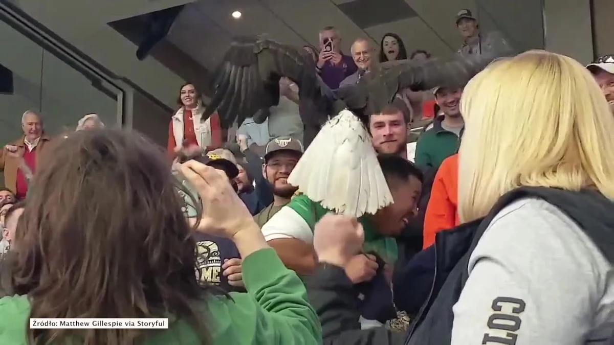 Jeden z fanów futbolu amerykańskiego był w niemałym szoku, gdy na jego barku wylądował... orzeł. Do zdarzenia doszło przed rozpoczęciem prestiżowego meczu Cotton Bowl, w którym w tym roku zmierzyły się uniwersyteckie drużyny Notre Dame i Clemson Tigers. W trakcie odgrywania hymnu narodowego tresowany ptak prawdopodobnie stracił orientację i zamiast krążyć po stadionie, skierował się w stronę kibiców Notre Dame. Nie przyniosło to jednak szczęścia ich drużynie, która przegrała 3:30 i nie zdołała awansować do finału ogólnokrajowych rozgrywek.