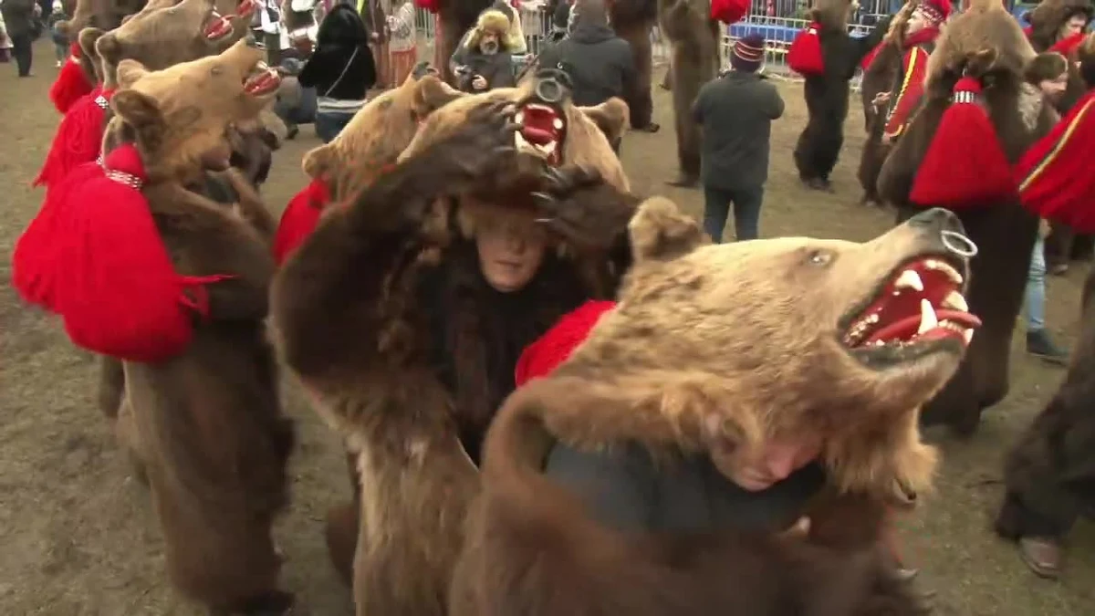 Setki ludzi w niedźwiedzich skórach przeszło ulicami Comanesti w Rumunii. Tak wyglądają tradycyjne obchody końca roku. Tancerze przebrani za niedźwiedzie tańczą w rytm muzyki granej na bębnach i fletach. Tradycja sięga czasów przedchrześcijańskich, kiedy ludzie przebrani w zwierzęce skóry i kolorowe kostiumy chodzili od domu do domu, tańcząc i śpiewając, co miało odpędzić złe duchy. Według legendy, jeśli do czyjegoś domu zawita niedźwiedź to przynosi ze sobą szczęście, zdrowie i dobrobyt.