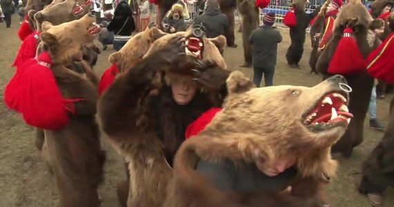 Setki ludzi w niedźwiedzich skórach przeszło ulicami Comanesti w Rumunii. Tak wyglądają tradycyjne obchody końca roku. Tancerze przebrani za niedźwiedzie tańczą w rytm muzyki granej na bębnach i fletach. Tradycja sięga czasów przedchrześcijańskich, kiedy ludzie przebrani w zwierzęce skóry i kolorowe kostiumy chodzili od domu do domu, tańcząc i śpiewając, co miało odpędzić złe duchy. Według legendy, jeśli do czyjegoś domu zawita niedźwiedź to przynosi ze sobą szczęście, zdrowie i dobrobyt.