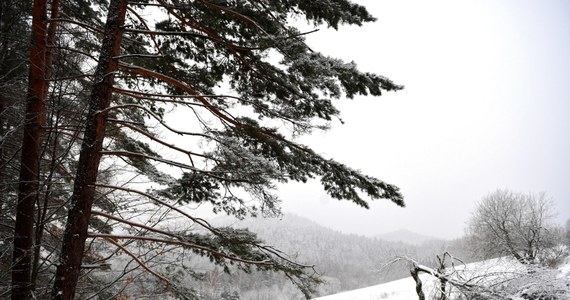 Na południu Polski - śnieg. Na północy - porywisty wiatr. Tak wygląda środa w pogodzie. W ciągu najbliższych dni synoptycy prognozują opady śniegu i mróz. 