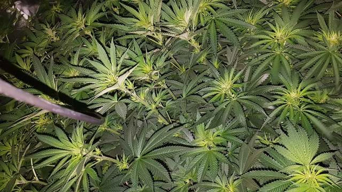 Funkcjonariusze Wydziału Kryminalnego ze Śremu w woj. wielkopolskim zlikwidowali nielegalną uprawę konopi indyjskich. Mężczyzna zrobił w swoim mieszkaniu szafę otwieraną na pilota, kupił odpowiedni sprzęt i prowadził hodowlę.