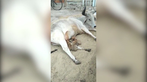 Krowa, po tym jak zobaczyła śmierć w wypadku samochodowym psiej mamy, postanowiła adoptować jej szczeniaki. Na nagraniu widzimy porę karmienia. 