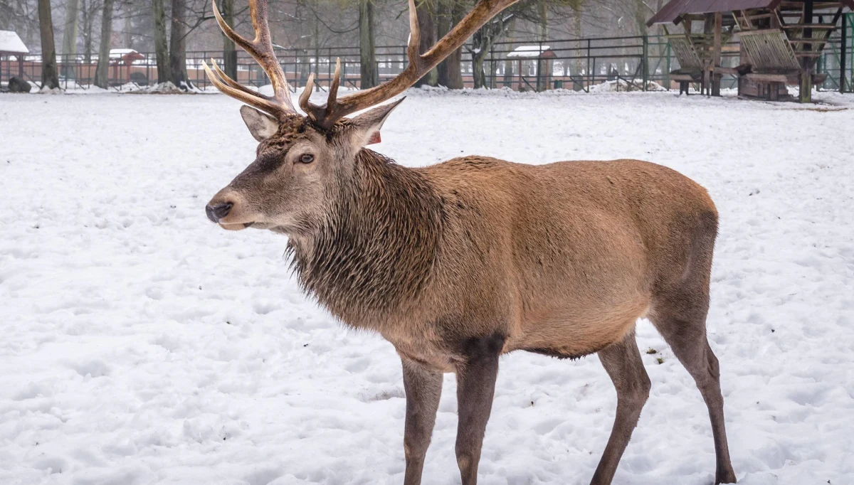 Przez kilkadziesiąt minut w okolicy węzła Krapkowice była zablokowana autostrada A4. Powodem był... jeleń. Zwierzę weszło na pas drogowy. 
