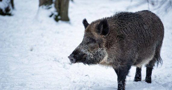 Wielu myśliwych z całej Polski zamierza zbojkotować masowe polowania na dziki, zarządzone przez Ministerstwo Środowiska. Odbędą się one w 8 województwach. Ma zginąć co najmniej kilkadziesiąt tysięcy zwierząt. To rzeź – mówią myśliwi i zapowiadają, że nie wezmą w nich udziału. 