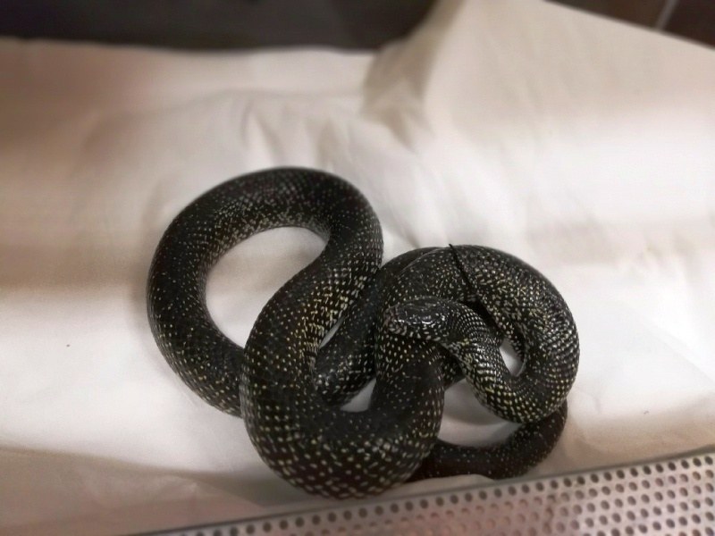 /foto. Straż Miejska w Warszawie /