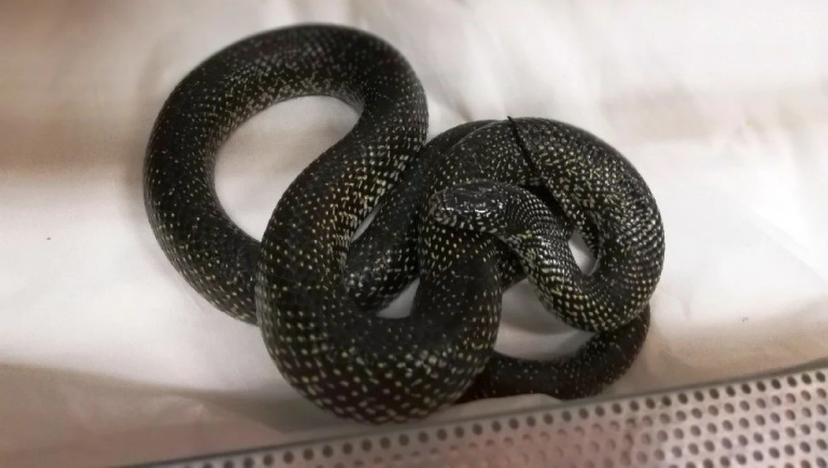 Ekopatrol warszawskiej straży miejskiej został wezwany przez jednego z mieszkańców dzielnicy Wesoła w Warszawie. Na swojej posesji znalazł on bowiem węża.