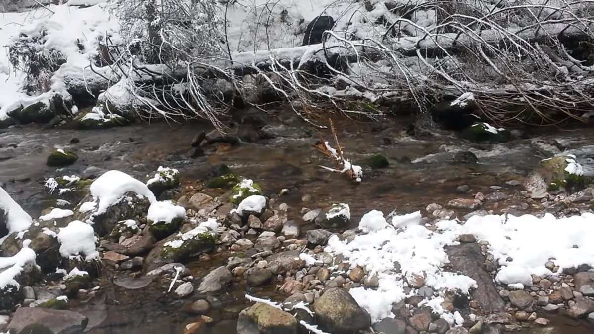 Dobre informacje z Tatr. Niedźwiadek, który przed Sylwestrem wpadł do potoku w Dolinie Kościeliskiej ma się dobrze. Pomogli mu pracownicy Tatrzańskiego Parku Narodowego. 