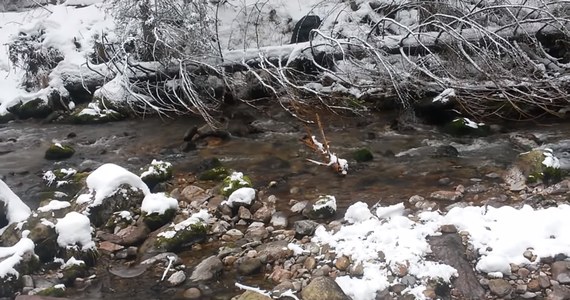 Dobre informacje z Tatr. Niedźwiadek, który przed Sylwestrem wpadł do potoku w Dolinie Kościeliskiej ma się dobrze. Pomogli mu pracownicy Tatrzańskiego Parku Narodowego. 