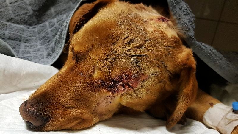 /foto – Biuro Ochrony Zwierząt Zielona Góra /