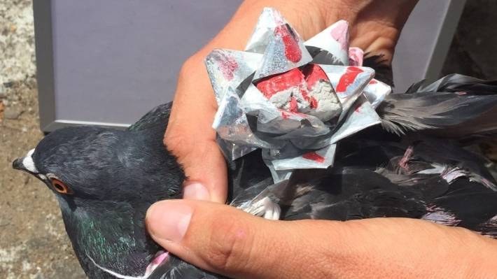 /foto. WELLINGTON SPCA /