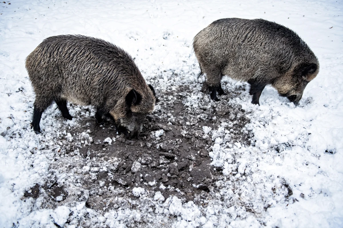 "Nie chcemy likwidacji dzików! (...) Pomóżcie nam Państwo w tej walce. Sami nie damy rady" - napisał w liście do naszej redakcji pan Sławomir. Jak podkreślał, to apel w imieniu wielu jego kolegów - myśliwych. Władze "zmuszając nas myśliwych do dokonania totalnej zagłady dzików, doprowadzą do katastrofy ekosystemów w naszym kraju" - podkreślił. "A dziki nie są winowajcą w rozprzestrzenianiu się ASF."