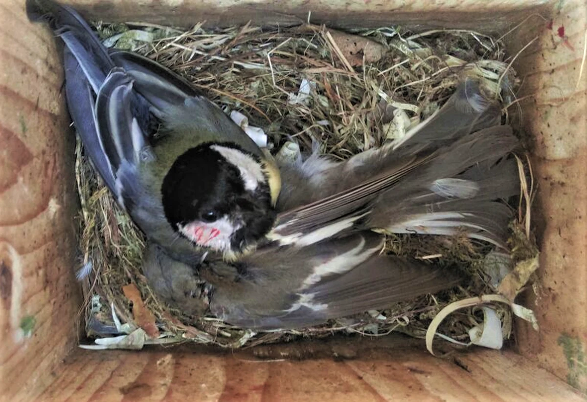 Zmiany klimatyczne prowadzą na terenie Holandii do prawdziwej wojny ptaków, w której sikory bogatki zabijają w budkach lęgowych muchołówki żałobne. Ginie z tego powodu nawet 10 proc. samców muchołówki. Wszystko przez oceplenie, które sprawia, że okresy lęgowe obu gatunków, wcześniej odrębne, obecnie zaczynają się nakładać. Piszą o tym na łamach czasopisma "Current Biology" ornitolodzy z University of Groningen.
