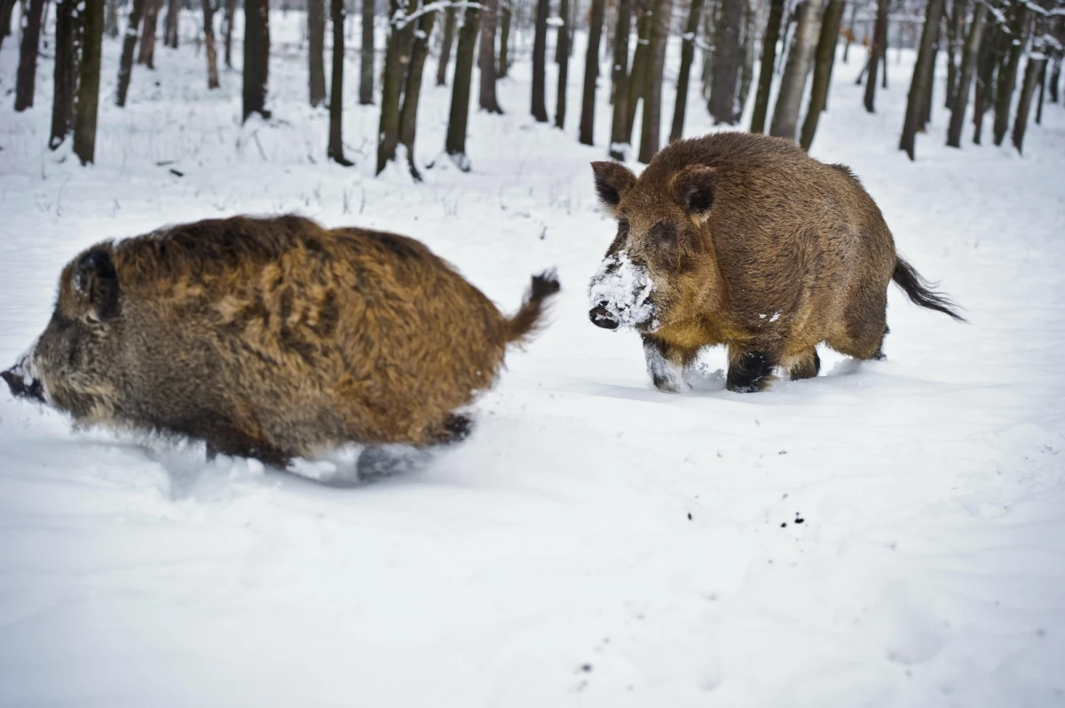 Jutro ruszają masowe polowania na dziki. Ma to być receptą rządu na walkę z ASF. Akcja budziła ostry sprzeciw ekologów, wielu naukowców oraz części myśliwych, ale jedna z najbardziej kontrowersyjnych kwestii została rozwiązana. Minister środowiska zapowiedział, że zakaże strzelania do ciężarnych samic.