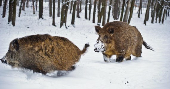 Jutro ruszają masowe polowania na dziki. Ma to być receptą rządu na walkę z ASF. Akcja budziła ostry sprzeciw ekologów, wielu naukowców oraz części myśliwych, ale jedna z najbardziej kontrowersyjnych kwestii została rozwiązana. Minister środowiska zapowiedział, że zakaże strzelania do ciężarnych samic.