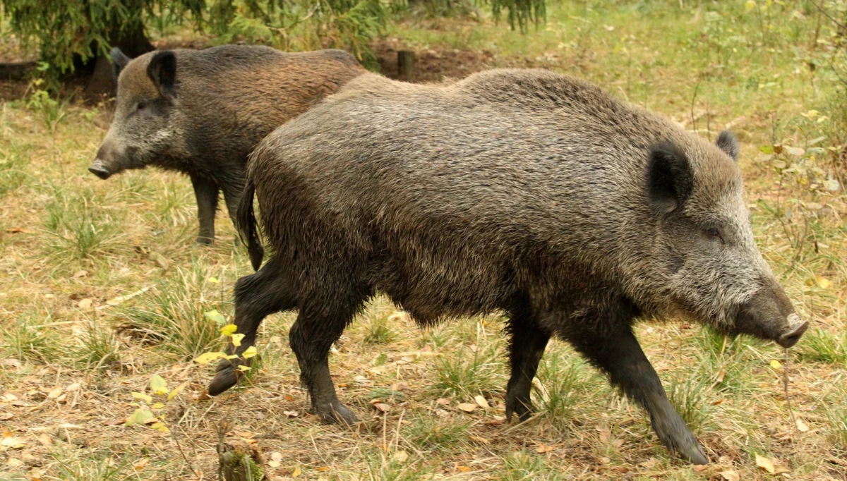 ​Komisja Europejska popiera plan masowego odstrzału dzików i chwali polskie władze za podjęte działania. "To niezbędny krok w celu ograniczenia bardzo agresywnego rozprzestrzeniania się w ostatnich miesiącach afrykańskiego pomoru świń (ASF) w Polsce i krajach UE oraz w celu ochrony unijnych rolników i konsumentów" - powiedział RMF FM przedstawiciel Komisji Europejskiej.