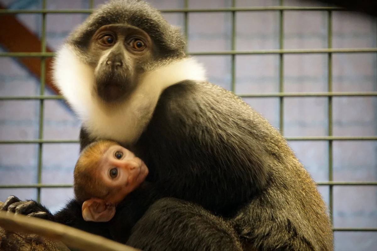 Waży około 300 gramów. Nie ma jeszcze imienia, bo wciąż nie wiadomo, jakiej jest płci. Na wybiegu zoo we Wrocławiu pojawił się urodzony 3 tygodnie temu malutki koczkodan górski. Nowy mieszkaniec wrocławskiego zoo to jedna z najrzadziej spotykanych małp w ogrodach zoologicznych i gatunek zagrożony.