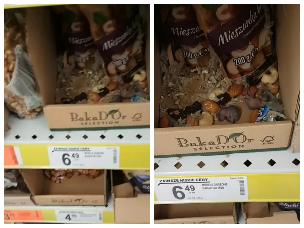 "Idąc dzisiaj na zakupy, pomyślałam, że wezmę pestki dyni na przekąskę, zamiast pestek było to coś... ktoś... nie wiem jak to nazwać" - napisała na Facebooku jedna z klientek sieci sklepów Biedronka. Kobieta na półce z bakaliami znalazła małe szczury. W sieci zamieściła zdjęcia i filmy. 