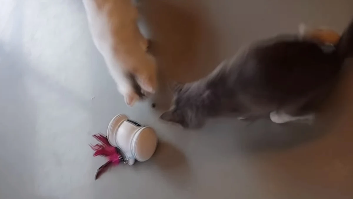 Podczas targów elektronicznych w Las Vegas, wynalazcy z Korei Południowej zaprezentowali nowe urządzenie – robot, który zaopiekuje się psem i kotem. Varram Pet Fitness Robot zadba też o kondycję i zdrowie zwierzęcia.