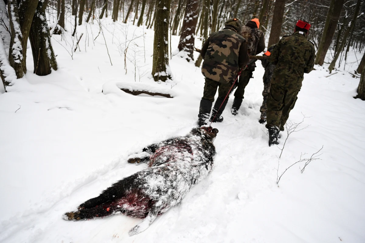 Skoro rząd zaproponował myśliwym zintensyfikowanie w najbliższym czasie polowań na dziki w związku z panującą w Polsce epidemią roznoszonej przez nie groźnej choroby, opozycja natychmiast wzięła je w obronę. 
