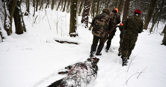 Skoro rząd zaproponował myśliwym zintensyfikowanie w najbliższym czasie polowań na dziki w związku z panującą w Polsce epidemią roznoszonej przez nie groźnej choroby, opozycja natychmiast wzięła je w obronę. 