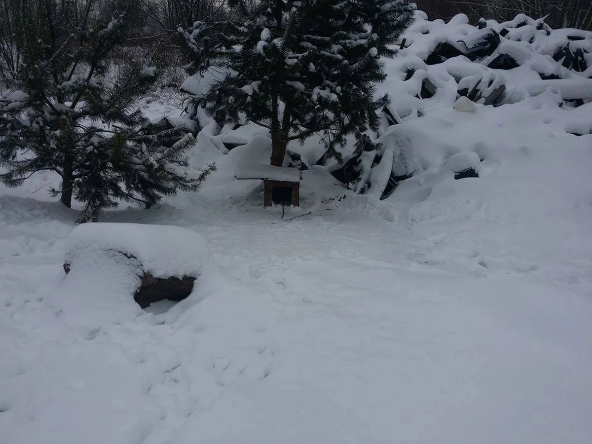 Były wygłodzone i trzymane na łańcuchach na mrozie.  Tarnowscy policjanci znaleźli cztery psy w jednym z gospodarstw w gminie Skrzyszów w Małopolsce. Poinformował o tym rzecznik małopolskiej policji mł. insp. Sebastian Gleń. Psy nie były szczepione. 