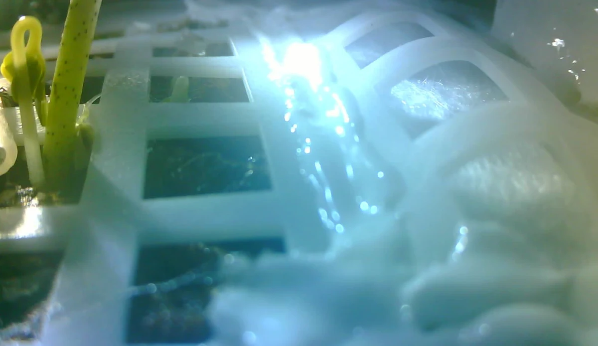 To pierwszy taki kiełek w historii ludzkości. Naukowcy z Chongqing University w Chinach informują, że nasienie bawełny, zabrane na Księżyc przez sondę Chang'e-4 wykiełkowało i ma się dobrze. Widać je na opublikowanym dziś zdjęciu z wnętrza eksperymentalnej kapsuły, zabranej ma Srebrny Glob. Chińczycy zapewniają, że ich mini biosfera jest w pełni hermetyczna, eksperyment nie doprowadzi do zanieczyszczenia Księżyca. Prócz nasion bawełny w kapsule umieszczono jeszcze nasiona rzepaku, ziemniaków, rzodkiewnika, poczwarki muszki owocowej i drożdże. 