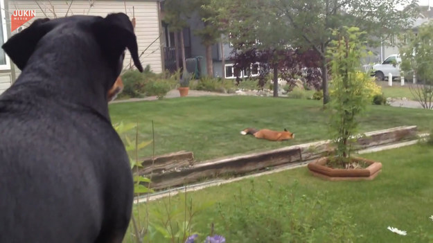 Pies był świadkiem, jak lis zakradł się na podwórko i wziął jego zabawkę, którą zaczął się radośnie bawić. 