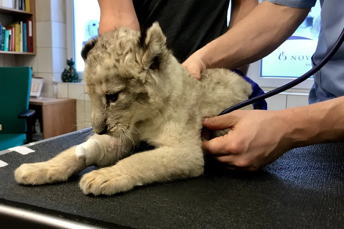 Niecodzienny pacjent na Uniwersytecie Przyrodniczym we Wrocławiu. Na badania trafiło 7-tygodniowe lwiątko. Zwierzak był osowiały i osłabiony. Skorzystał z porady neurologicznej. Kari przyjechała na badania z prywatnego ogrodu zoologicznego koło Kielc.