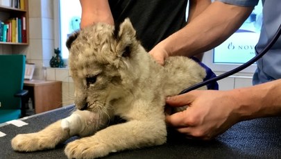 Wrocław: 7-tygodniowe lwiątko trafiło na badania. "Jest smutne i osłabione"