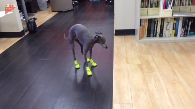Pies dostał od właścicieli swoje pierwsze buty, aby mógł chodzić zasolonych chodnikach bez problemu. Czy prezent przypadł mu do gustu?