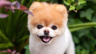 Nie żyje Boo, "najsłodszy pies na świecie"
