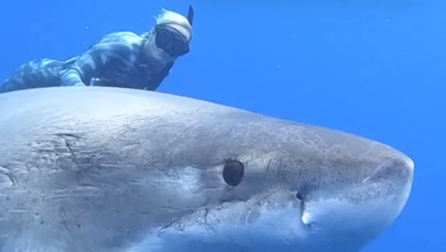 Nurkowie spotkali Deep Blue: największego żarłacza na Ziemi! Zobaczcie niezwykłe filmy!