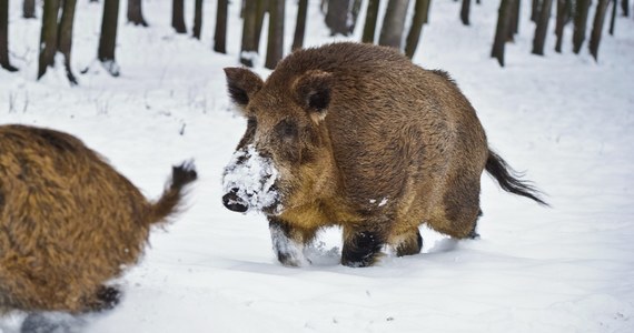 ​Strażacy z Zawiercia (Śląskie) uratowali w niedzielę po południu dziki, pod którymi załamał się lód. Nietypowe zgłoszenie odebrali od osoby spacerującej nad zalewem we wsi Dzibice.