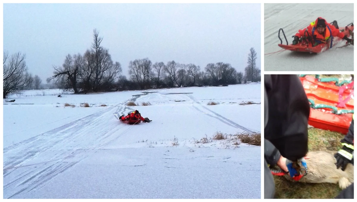 Strażacy z Ostrowi Mazowieckiej uratowali dwie sarny uwięzione na zamarzniętym rozlewisku rzeki Bug w miejscowości Glina na Mazowszu.