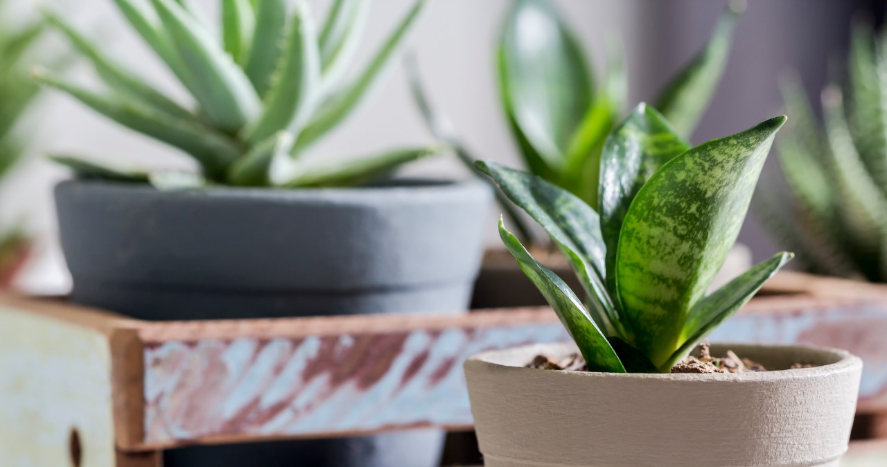 Sansewieria gnije? Zamiast ją wyrzucać, weź pędzel i uratuj roślinę