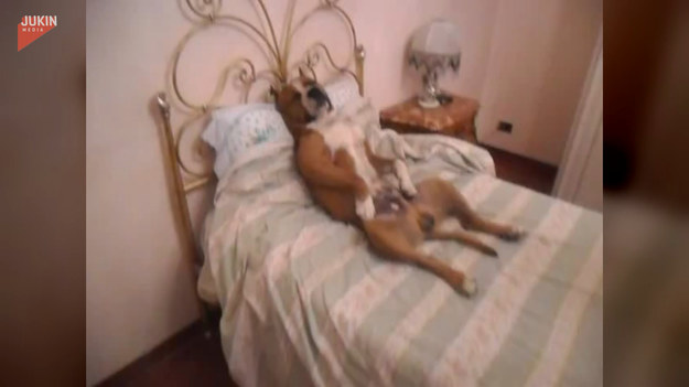 Ten pies wynosi relaks na wyższy poziom. Według właścicieli, ich pupil uwielbia spać w takiej pozycji. Zobaczcie sami.