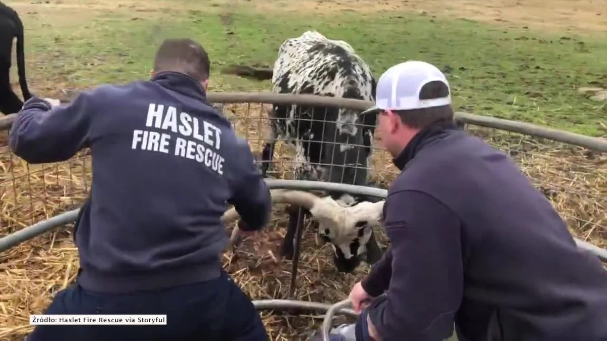 Strażacy przybyli z pomocą długorogiej krowie na pastwisku w Haslet w Teksasie, po tym jak zwierzę zostało uwięzione w okrągłym podajniku do siana. Film opublikowany na Facebooku pokazuje, jak członek zespołu ratownictwa Haslet Fire Rescue korzysta z narzędzia tnącego, aby uwolnić krowę, której rogi zostały uwięzione między metalowymi prętami podajnika. Zdenerwowana krowa przesuwa podajnik wraz z ludźmi usiłującymi mu pomóc, jednak po chwili strażak z powodzeniem przecina metalowy pręt i zwierzę zostaje zwolnione.