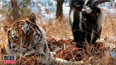Tygrys dostał kozła na obiad. Zamiast go jeść, zaprzyjaźnił się z nim