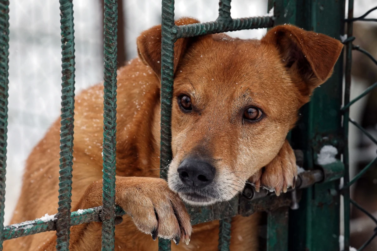 Kilkadziesiąt starszych psów przebywających w białostockim schronisku można było poznać podczas specjalnych kameralnych spacerów. Akcja będzie kontynuowana w niedzielę, ma zachęcać do adopcji starszych psów.