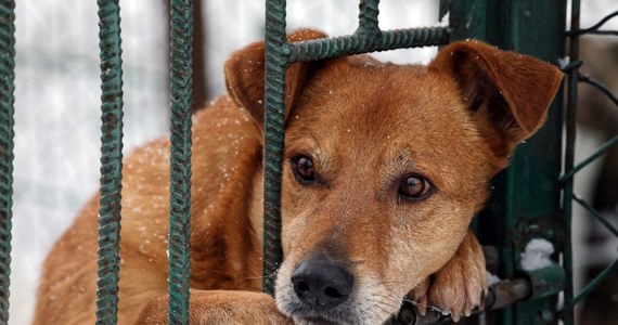 Kilkadziesiąt starszych psów przebywających w białostockim schronisku można było poznać podczas specjalnych kameralnych spacerów. Akcja będzie kontynuowana w niedzielę, ma zachęcać do adopcji starszych psów.
