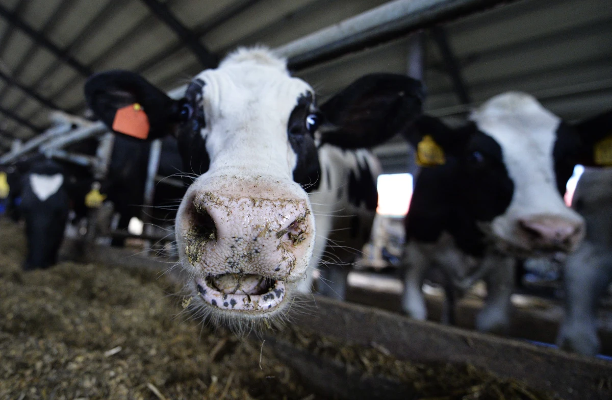 Szokujący wynik śledztwa dziennikarzy "Superwizjera". Jeden z nich zatrudnił się w ubojni, do której trafiały chore krowy. Jedząc ich mięso narażamy zdrowie i życie - alarmują autorzy materiału.