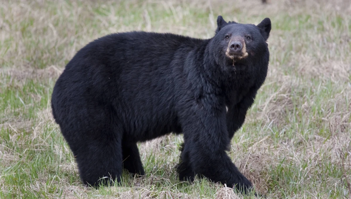 ​Szczęśliwy finał poszukiwań 3-letniego chłopca w Karolinie Północnej. Dziecko przeżyło pobyt w mroźnym lesie przez dwie noce. Twierdzi, że udało mu się, gdyż zaopiekował się nim niedźwiedź.
